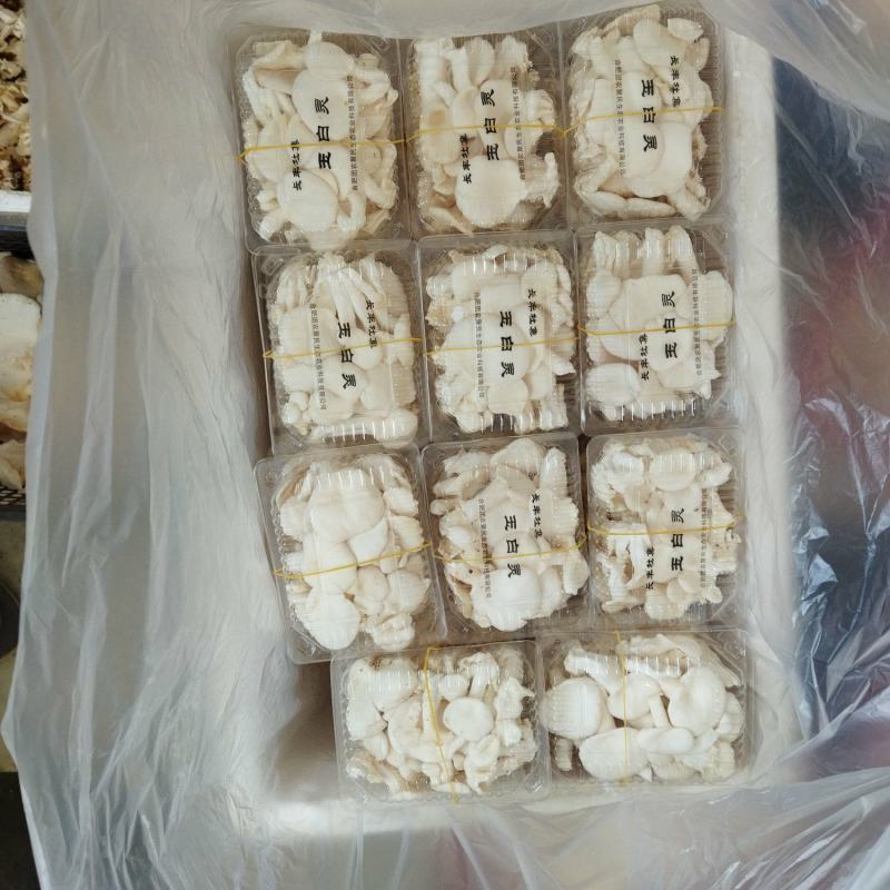 食用菌，蘑菇，新鲜蘑菇，玉白灵，袖珍白灵，洁白如玉，口感