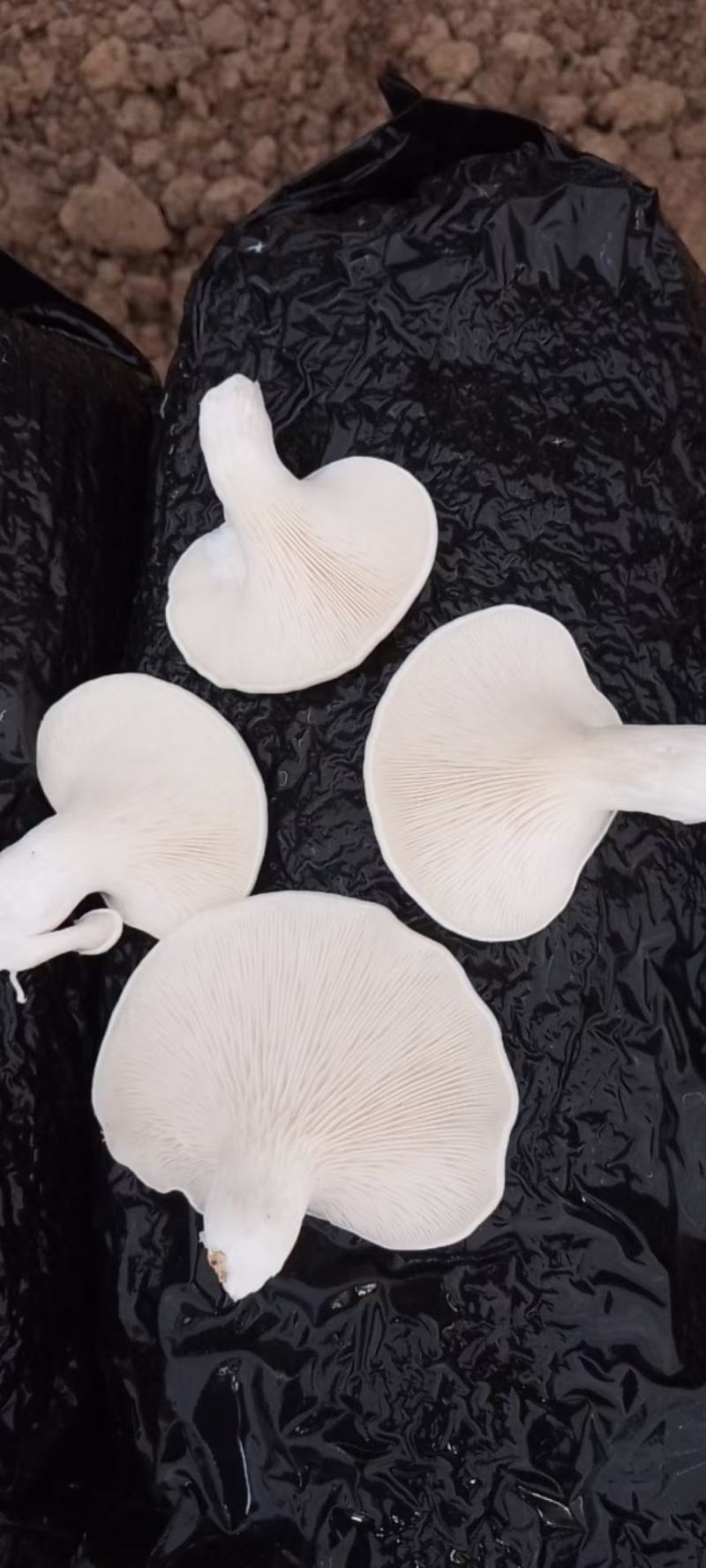 食用菌，蘑菇，新鲜蘑菇，玉白灵，袖珍白灵，洁白如玉，口感