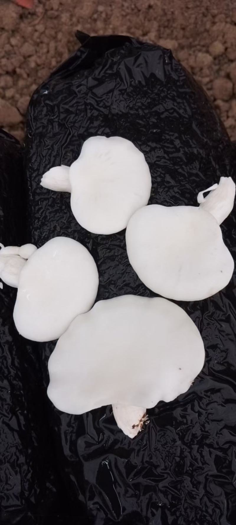 食用菌，蘑菇，新鲜蘑菇，玉白灵，袖珍白灵，洁白如玉，口感