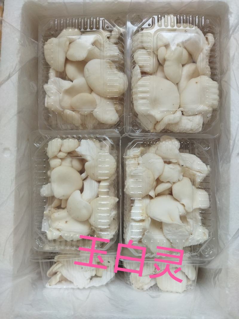 食用菌，蘑菇，新鲜蘑菇，玉白灵，袖珍白灵，洁白如玉，口感