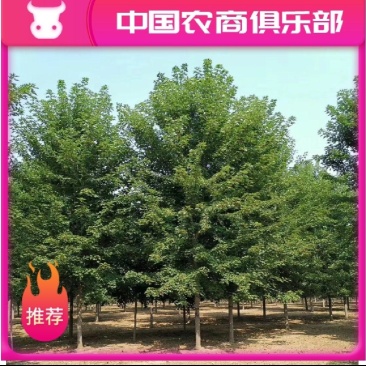 美国红枫红冠红点枫秋火焰5cm～25cm规格齐全量大优惠