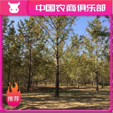 银杏树16~18cm工程树450元上车，基地直发