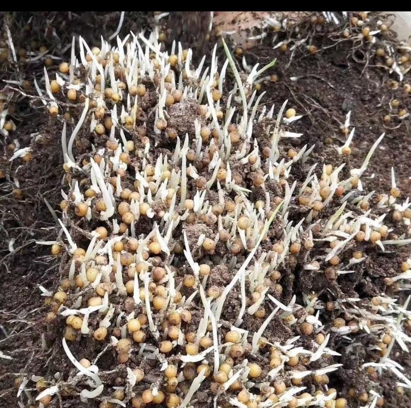 黄精催芽种子