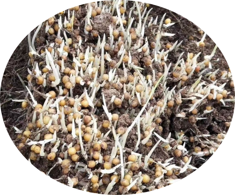 黄精催芽种子