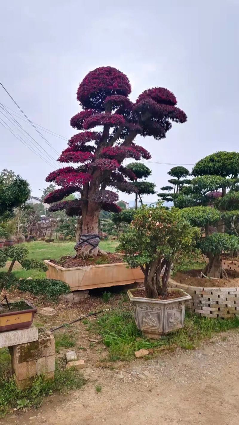 红花继木盘景，红花继造型木工程苗，等多种规格，自产自销，