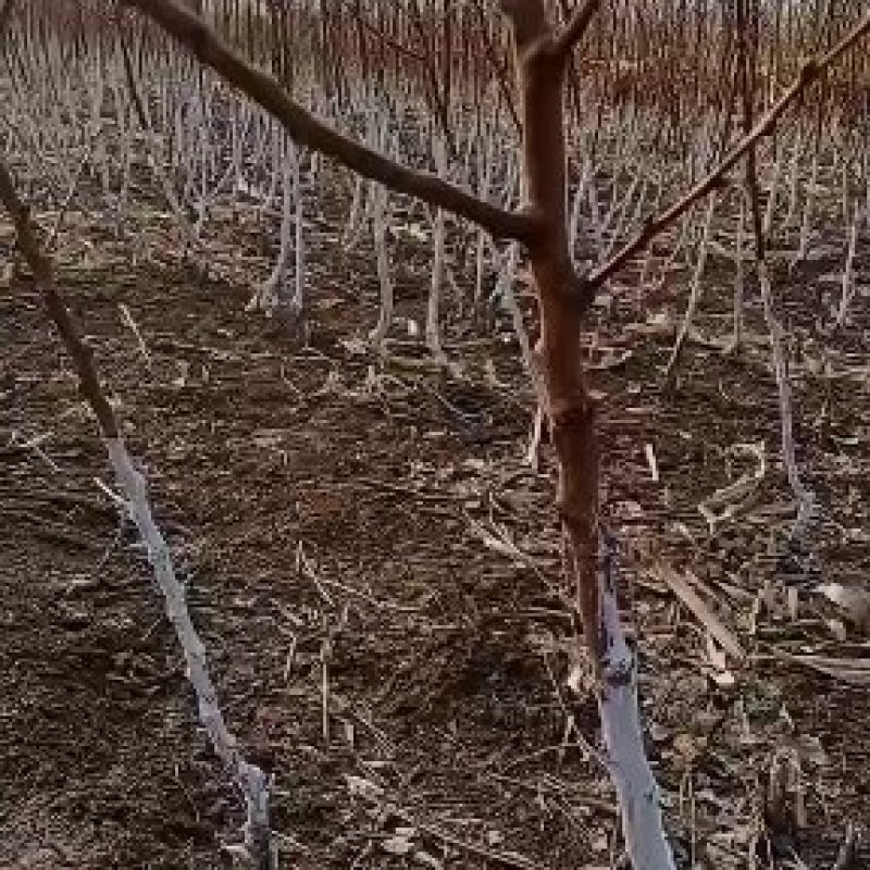 特大白水大杏苗机地直供