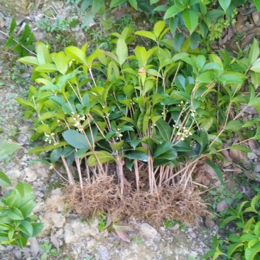【自产自销】四季桂四季桂苗月桂一年四季开花批发价【包邮】