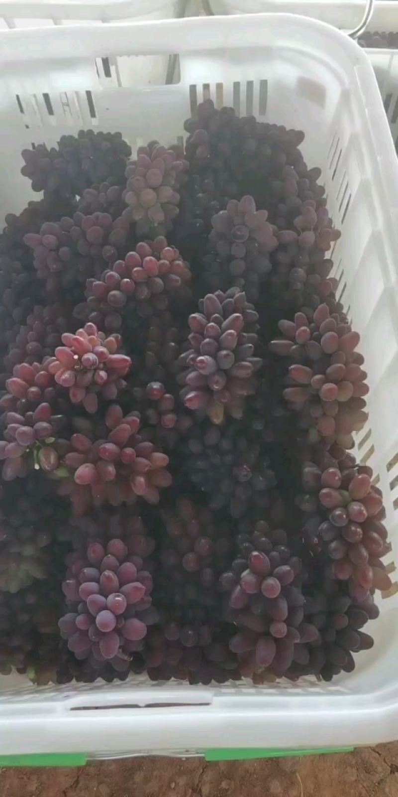 云南茉莉香大量有货产地一手货源价格实惠质量保证
