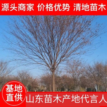 榉树810/12/13/14/15/20大量出售质量保障