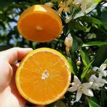 精品夏橙，高次果果园看货现订现摘，基地直发无中间商。