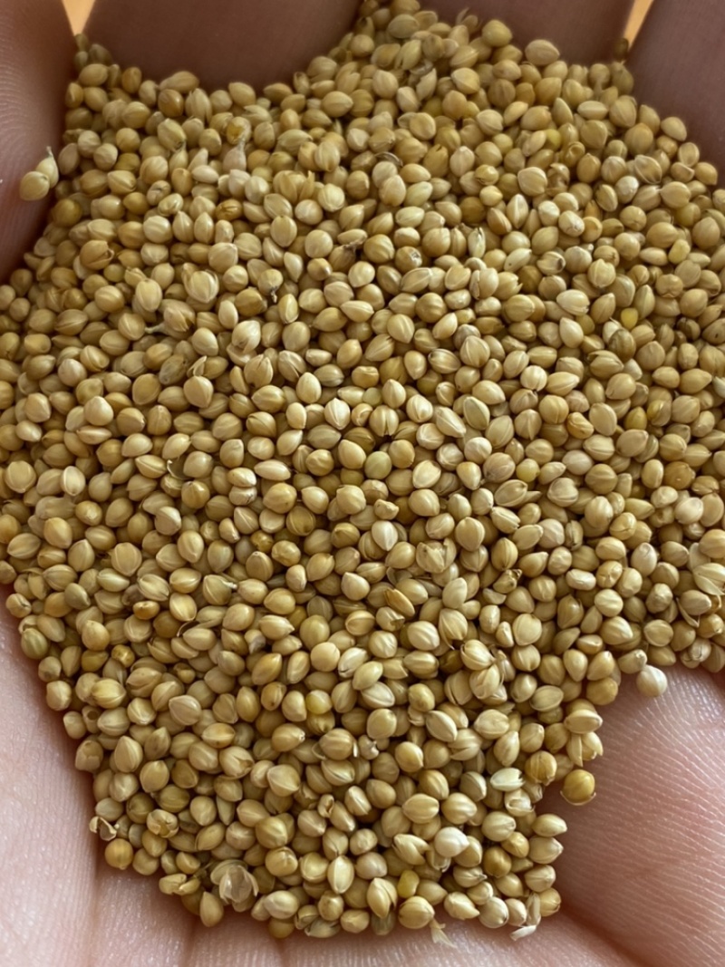 大量供应大颗粒优质黄谷子鸟食鸟粮鹦鹉粮鸽粮小米