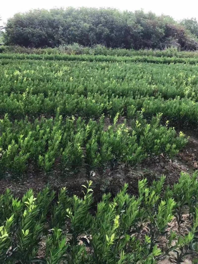 正宗新会柑苗，产量高，小病害