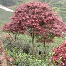 红枫绿化工程苗木，大量有货，熟货规格齐全，外观美丽
