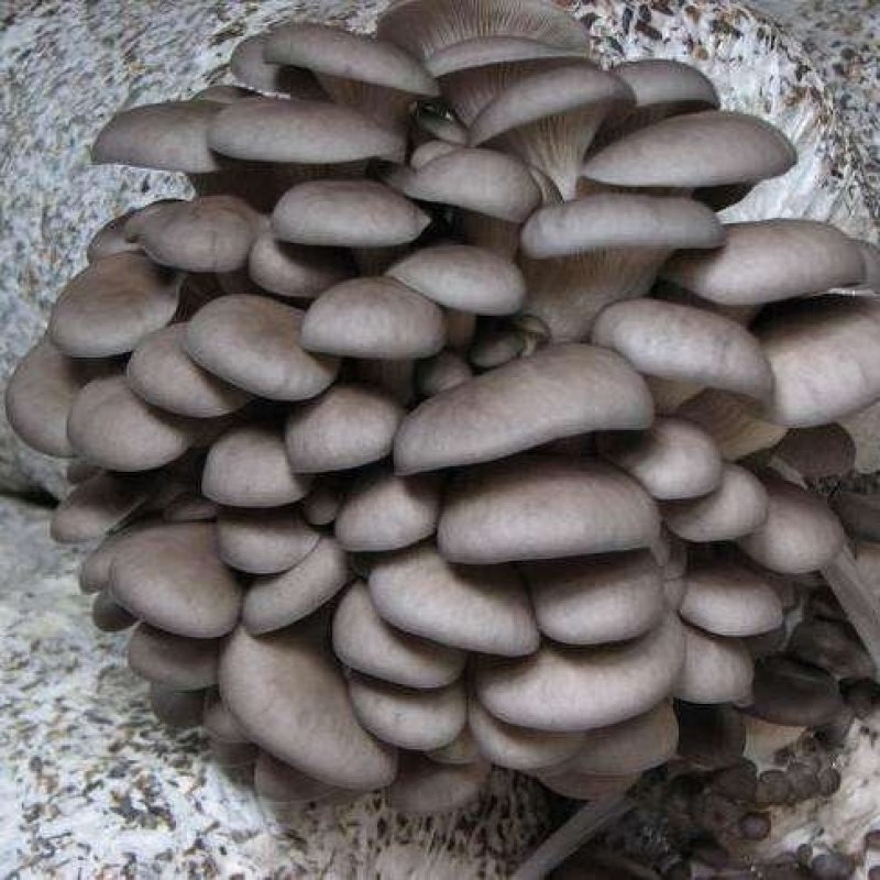 批发广温型优质高产抗病平菇菌种栽培种三级种