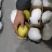 雪梨