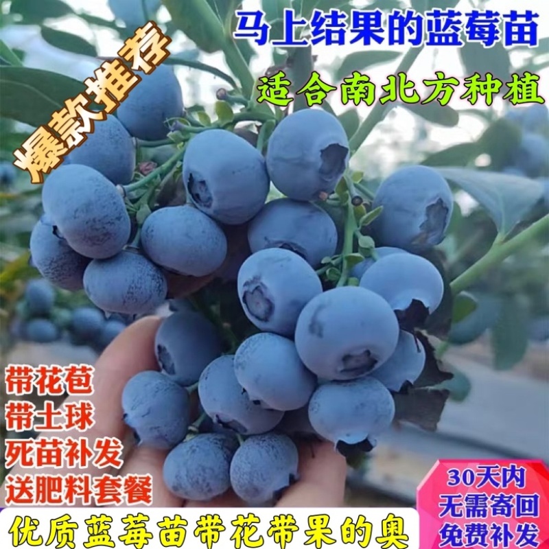 蓝莓苗当年挂果适合南北方种植的品种带花发货奥品种齐全