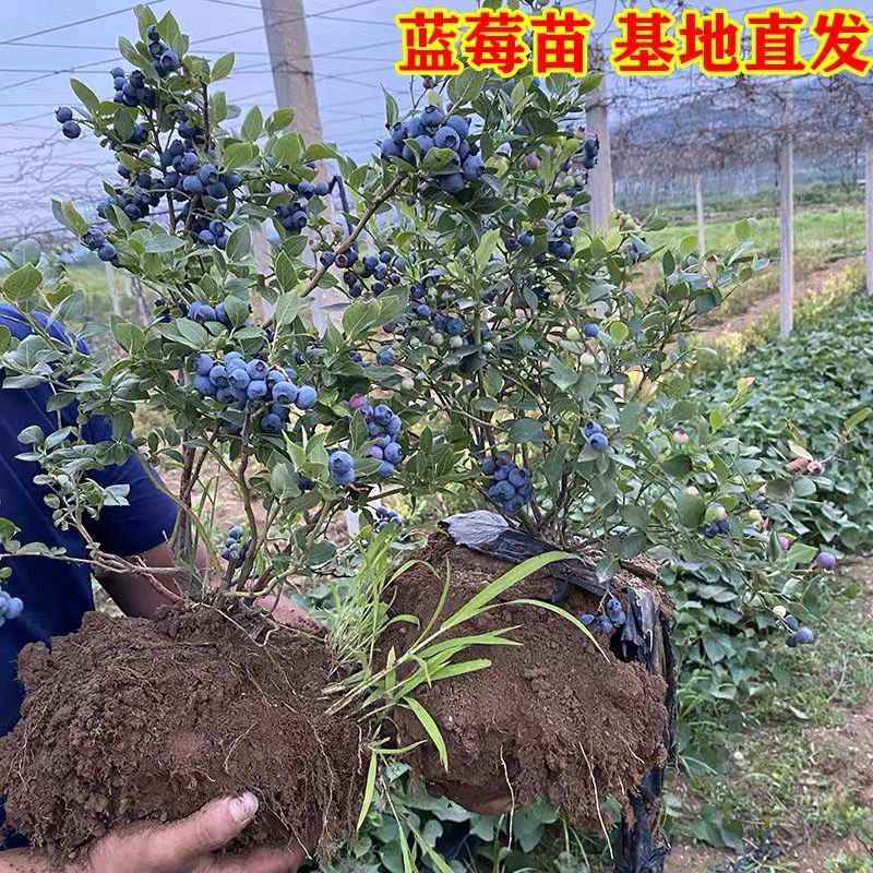 蓝莓苗当年挂果适合南北方种植的品种带花发货奥品种齐全