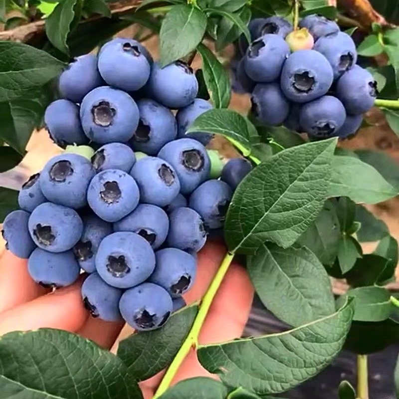 蓝莓苗当年挂果适合南北方种植的品种带花发货奥品种齐全