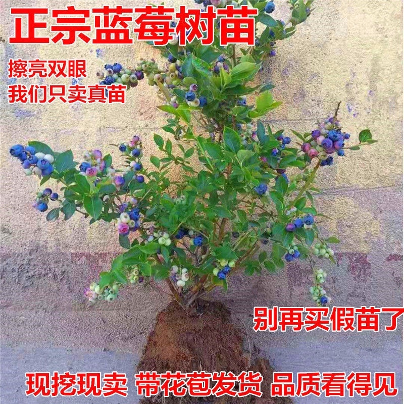 蓝莓苗当年挂果适合南北方种植的品种带花发货奥品种齐全