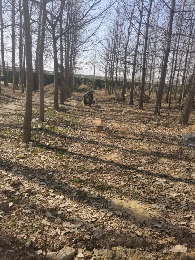 10到30公分银杏树，数量约100棵左右，支持上门挖