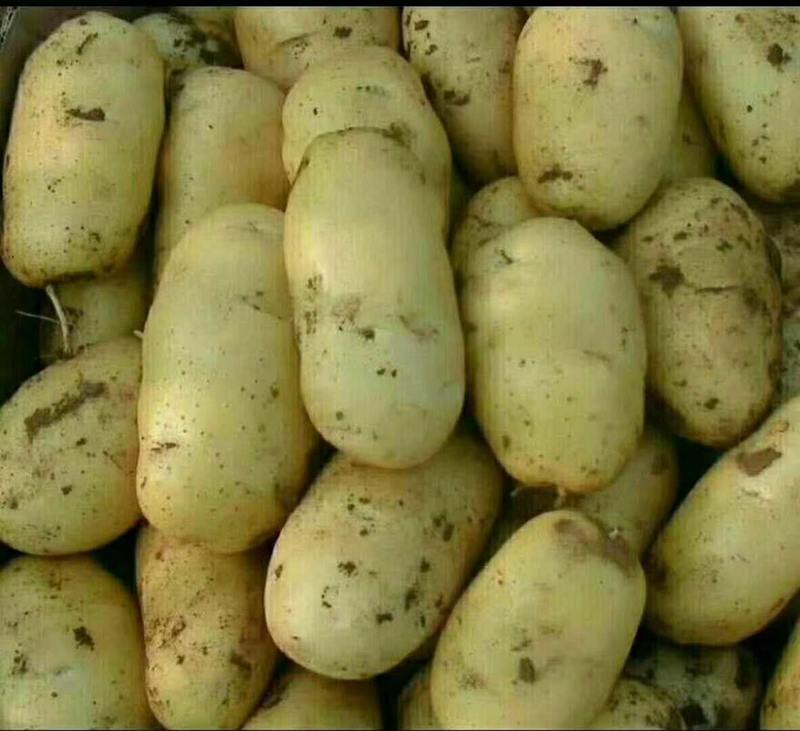 山东省泗水县新土豆大量上市了品种有荷兰十五，中暑五号