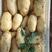山东省泗水县新土豆大量上市了品种有荷兰十五，中暑五号