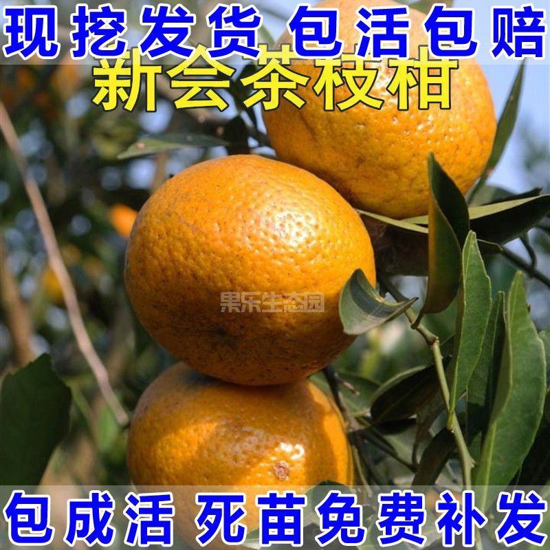 正宗新会柑苗，产量高，小病害