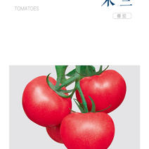 米兰粉果番茄种子蔬菜西红柿籽种抗病毒抗死棵耐褪绿病