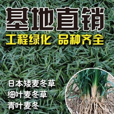 麦冬草，矮麦冬草，玉龙草，金边麦冬草四季常青细叶麦冬草苗