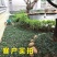 麦冬草，矮麦冬草，玉龙草，金边麦冬草四季常青细叶麦冬草苗
