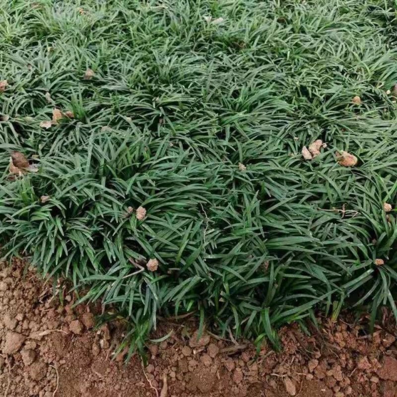 麦冬草，矮麦冬草，玉龙草，金边麦冬草四季常青细叶麦冬草苗