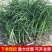 麦冬草，矮麦冬草，玉龙草，金边麦冬草四季常青细叶麦冬草苗