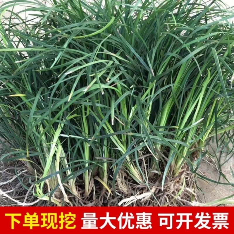 麦冬草，矮麦冬草，玉龙草，金边麦冬草四季常青细叶麦冬草苗