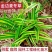 麦冬草，矮麦冬草，玉龙草，金边麦冬草四季常青细叶麦冬草苗