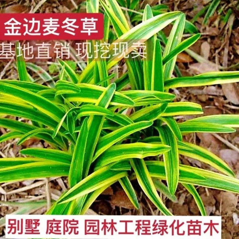 麦冬草，矮麦冬草，玉龙草，金边麦冬草四季常青细叶麦冬草苗