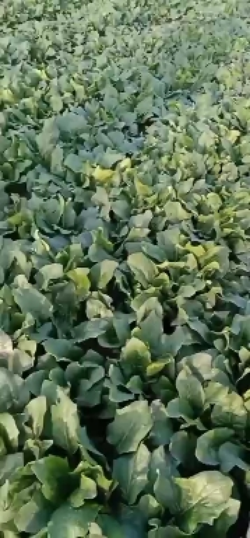 菠菜