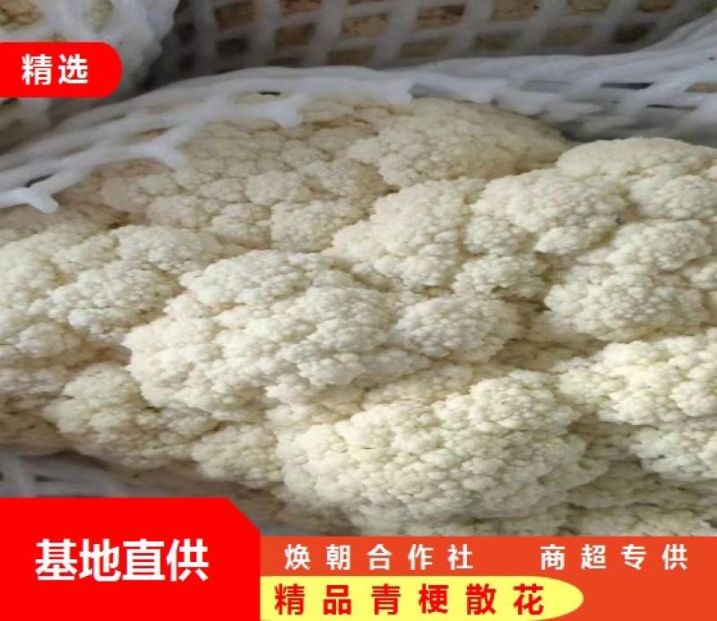 菜花，青梗散花，花菜，有机花菜，松花菜，散菜花