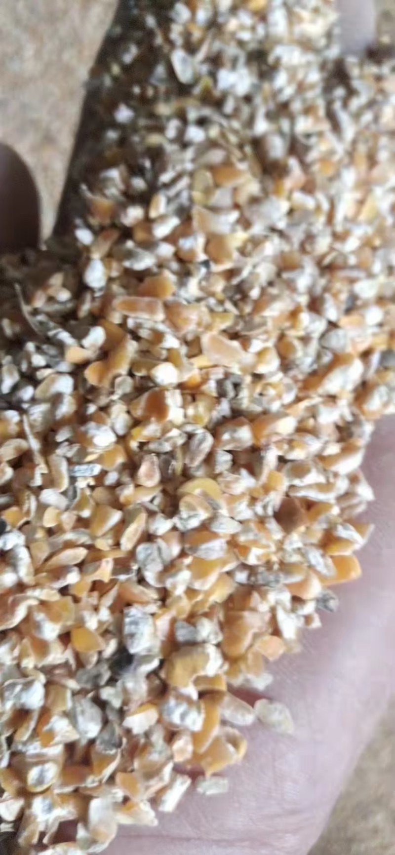 碎玉米出售价格便宜，适合牛羊猪马驴鸡鸭鹅养殖用！