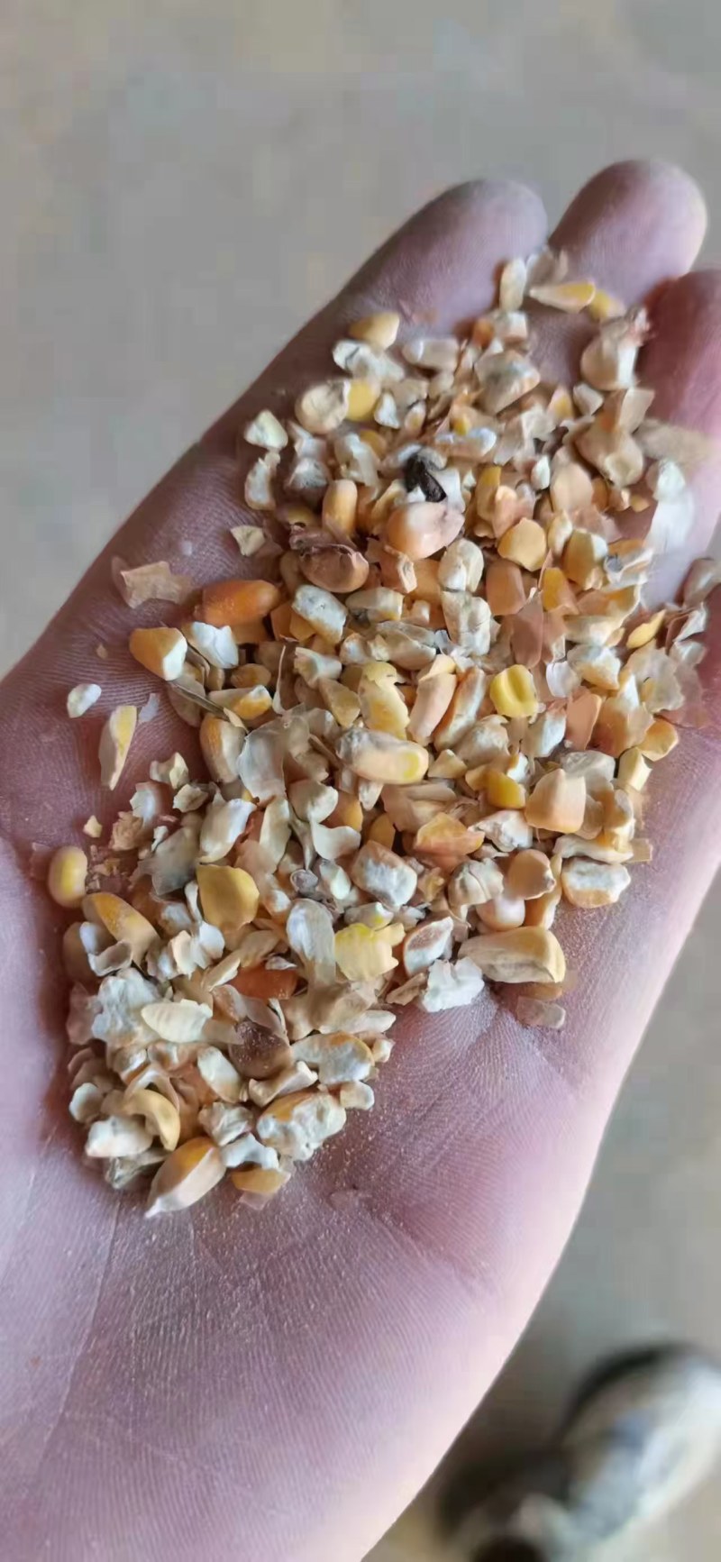 碎玉米出售价格便宜，适合牛羊猪马驴鸡鸭鹅养殖用！