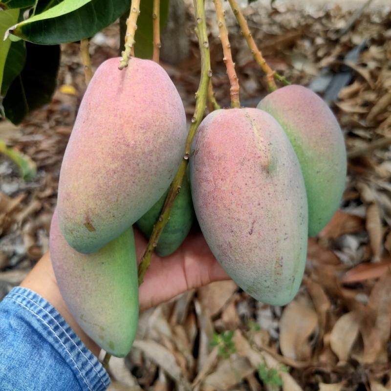 贵妃，电商