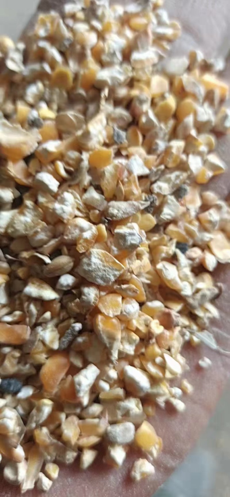 碎玉米出售价格便宜，适合牛羊猪马驴鸡鸭鹅养殖用！