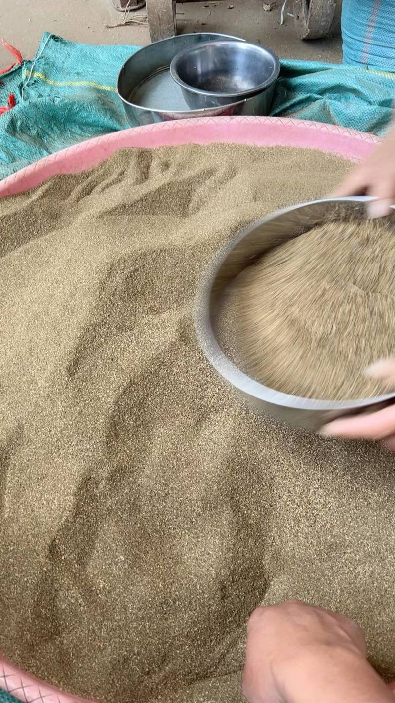 云南龙胆草种籽万亩龙胆基地直采直供坚龙胆种籽