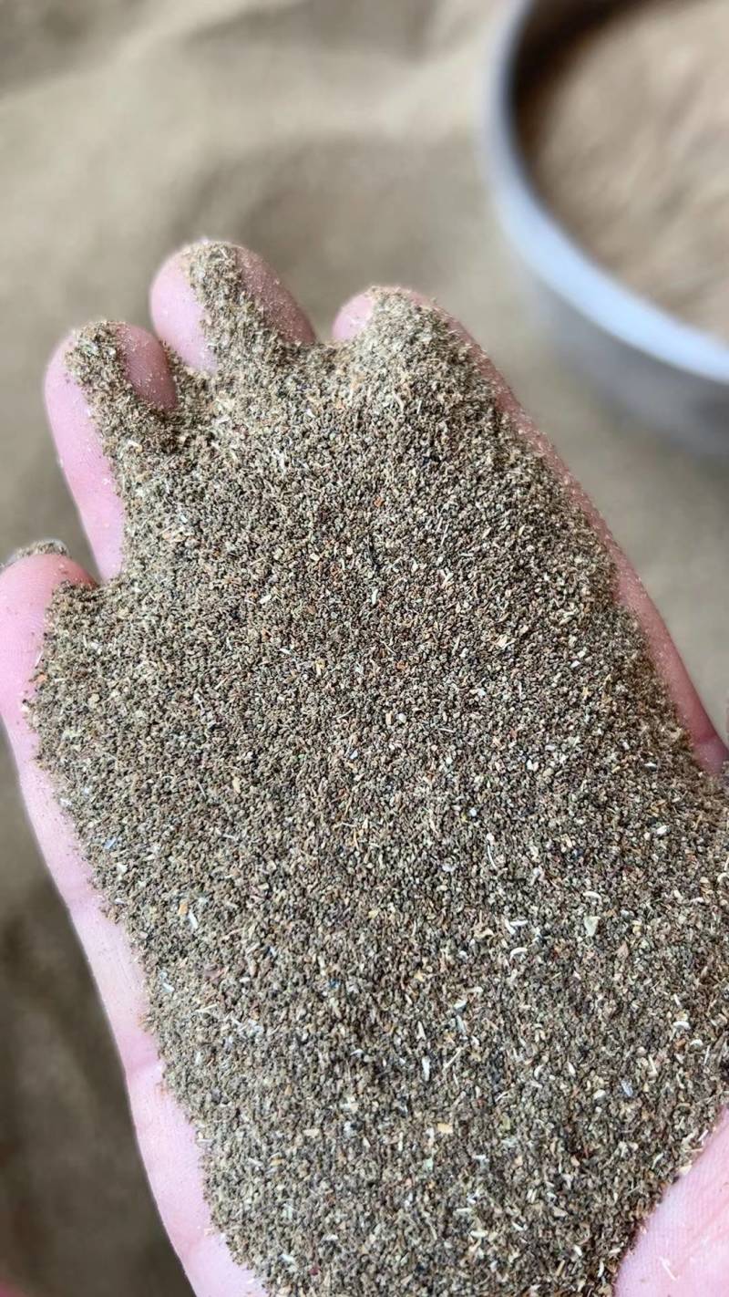 云南龙胆草种籽万亩龙胆基地直采直供坚龙胆种籽