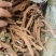 云南产地续断和尚头大货批发直供川续断现货产地直发