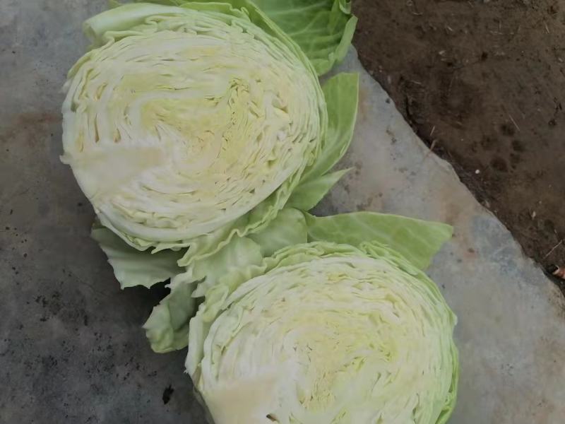 （优质甘蓝）大铁头，夏阳白饺子厂市场货，电商货，颜色好