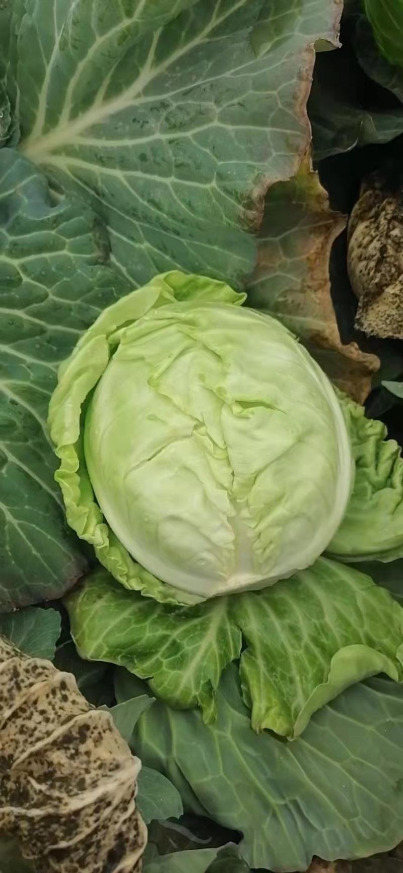 （优质甘蓝）大铁头，夏阳白饺子厂市场货，电商货，颜色好