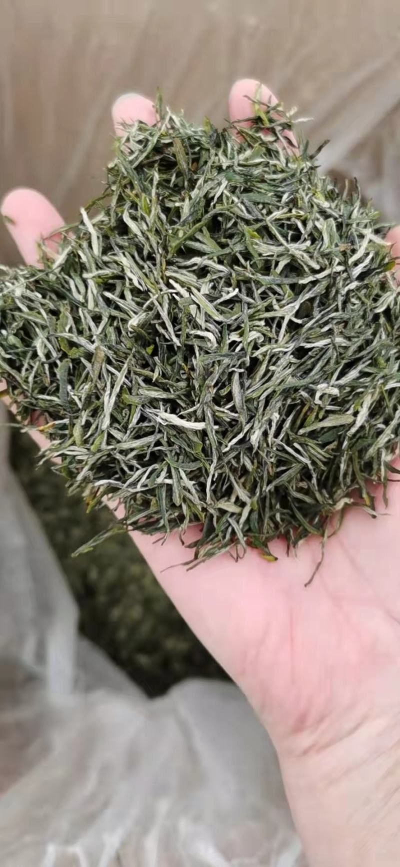 湖北边远农村恩施绿茶毛尖茶明前茶春茶芽茶新茶