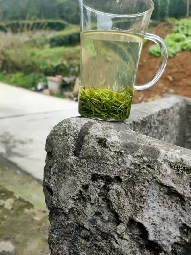 湖北边远农村恩施绿茶毛尖茶明前茶春茶芽茶新茶