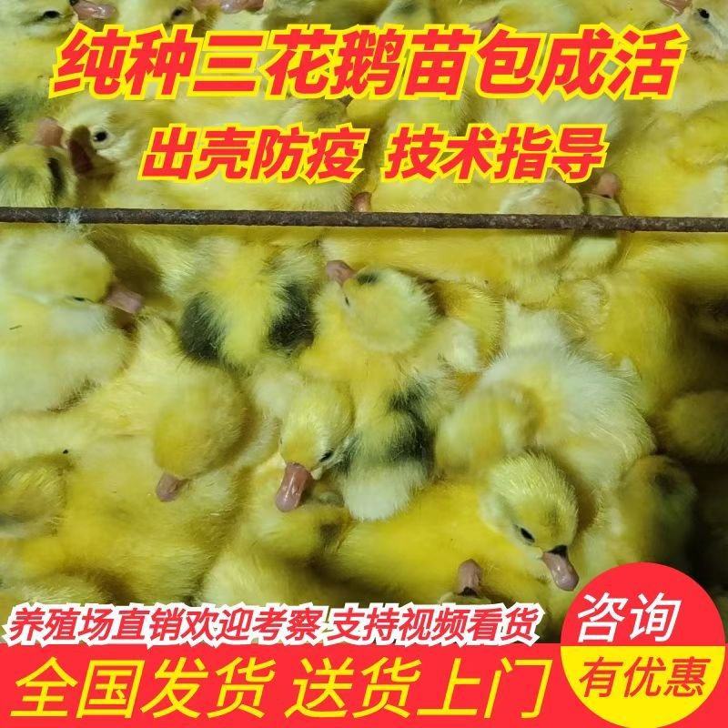 皖浦公大三花母鹅，已打疫苗70天出栏均重8.5斤售后无忧