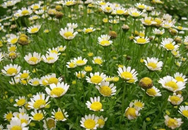 白晶菊种子小雏菊花种子野花室内阳台盆栽春季庭院播